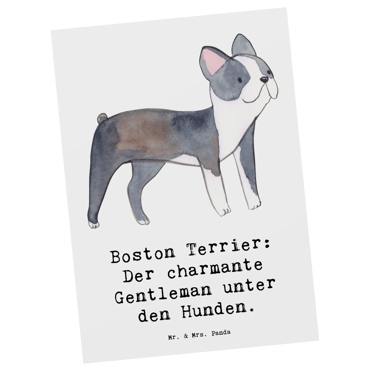 Postkarte Boston Terrier Gentleman Fotokarte, Postkarte, Ansichtskarten, Motivkarte, Grußkarte, Ansichtskarte, Postkarten, einzelkarte, bildkarte, kunstkarte, Designkarte, spruchkarte, Kunstkarten, Geschenk, Schenken, Hund, Hunderasse, Rassehund, Hundebesitzer, Tierfreund, Welpe